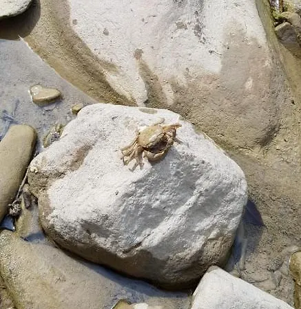 Le Tre Rose Brunetta