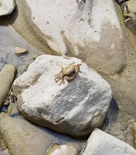 Le Tre Rose Brunetta